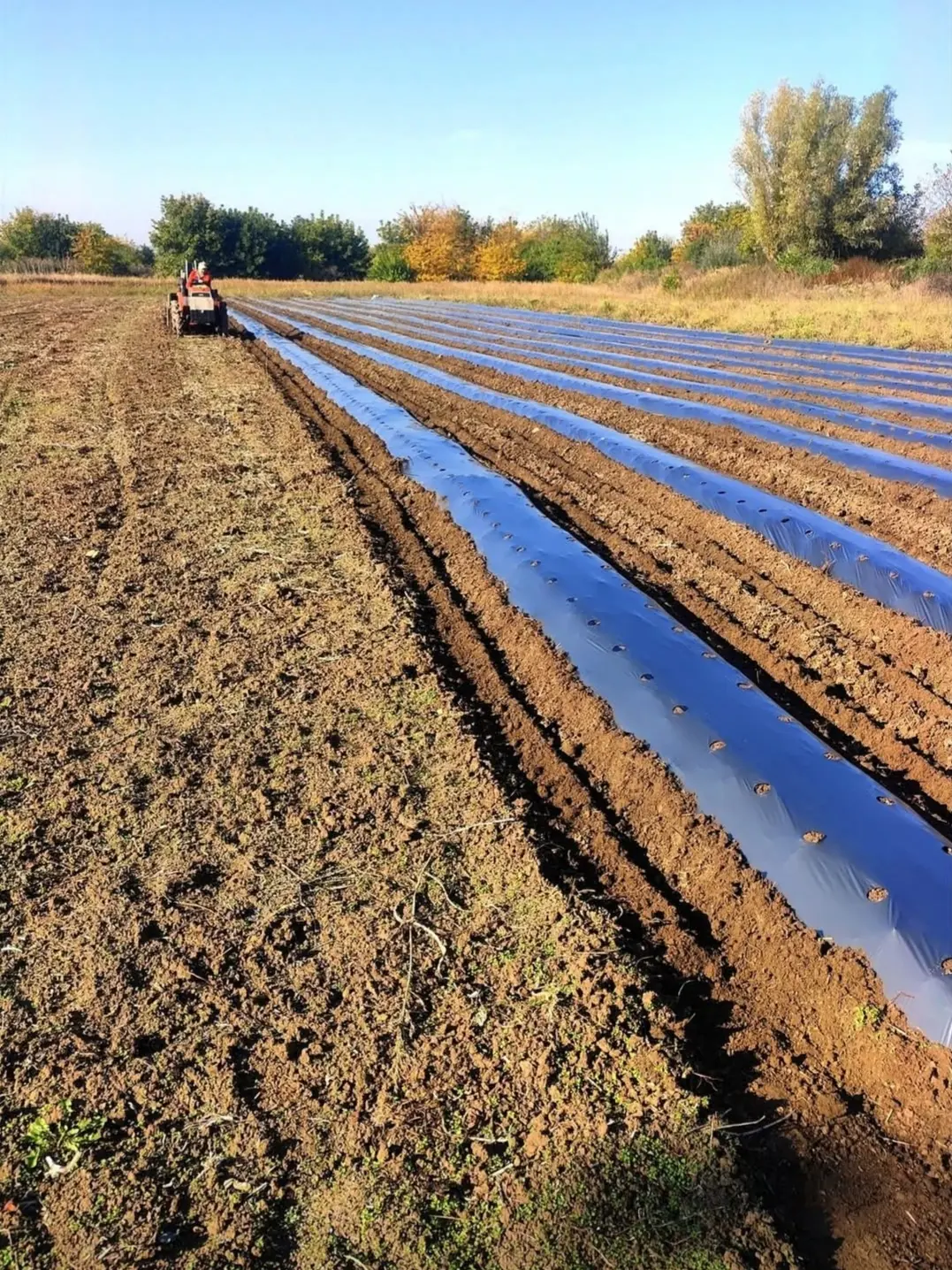 Фермерски пазар в Александрово – DimitroviFarm - Ягоди · Малини · Къпини · Боровинки – снимка 5