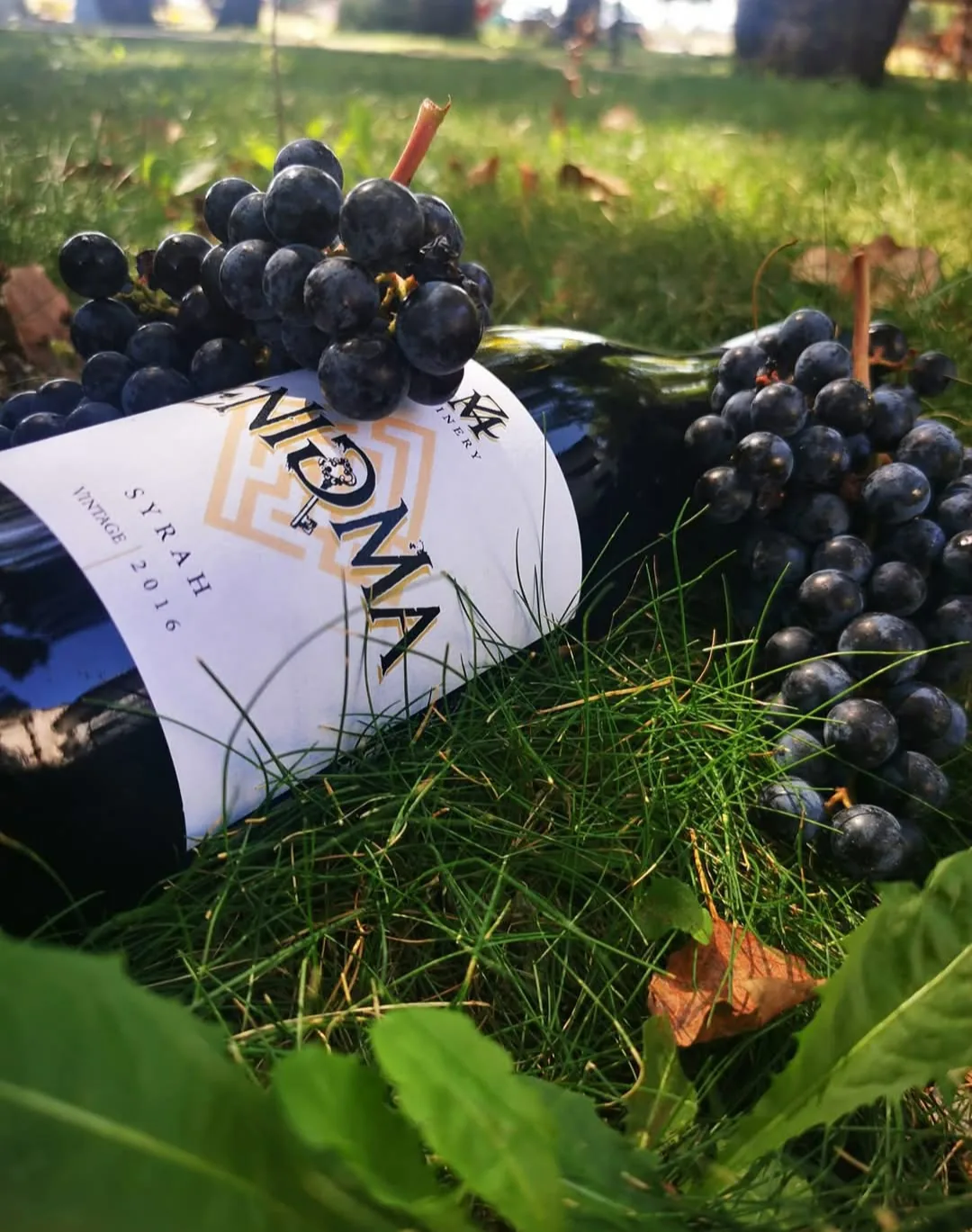 Винарни и винарски изби в Коларово – Malkata Zvezda Winery / Малката Звезда - винарска изба – снимка 2