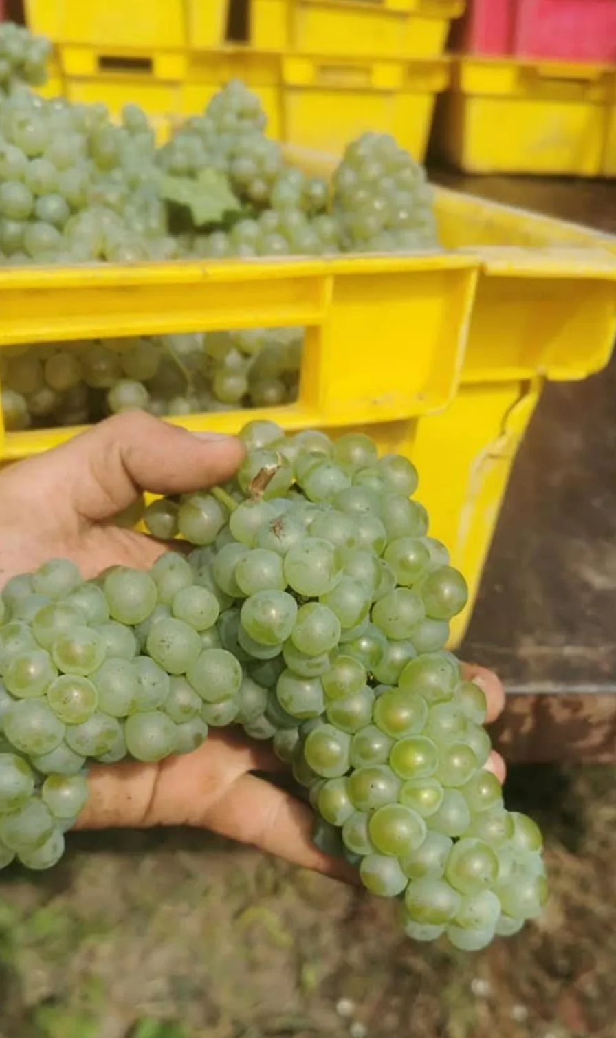 Винарни и винарски изби в Коларово – Malkata Zvezda Winery / Малката Звезда - винарска изба – снимка 4