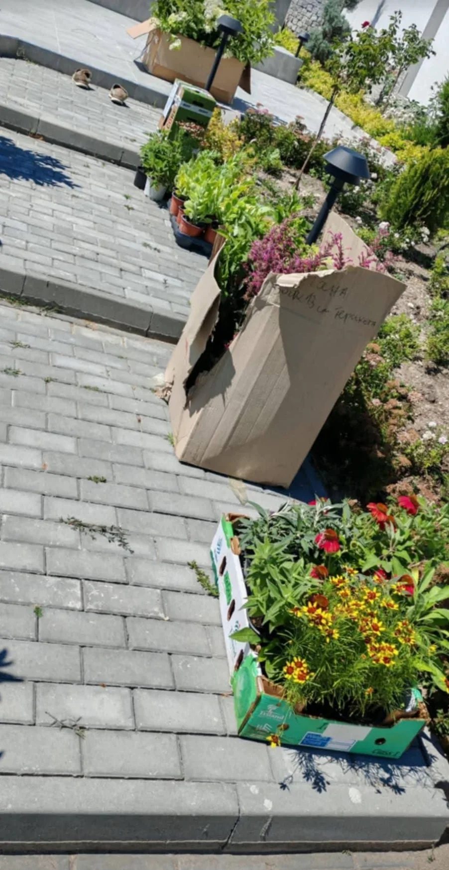 Фермерски пазар в Стара Загора – Happy Garden / Щастливата градина – професионални градинарски услуги – снимка 3