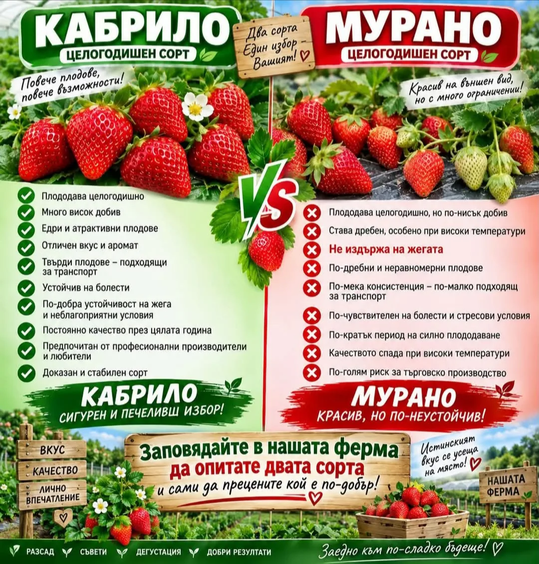 Фермерски пазар в цялата България – РазсадЯгоди.бг – производство и доставка на разсад ягоди, гр. Пловдив – снимка 2