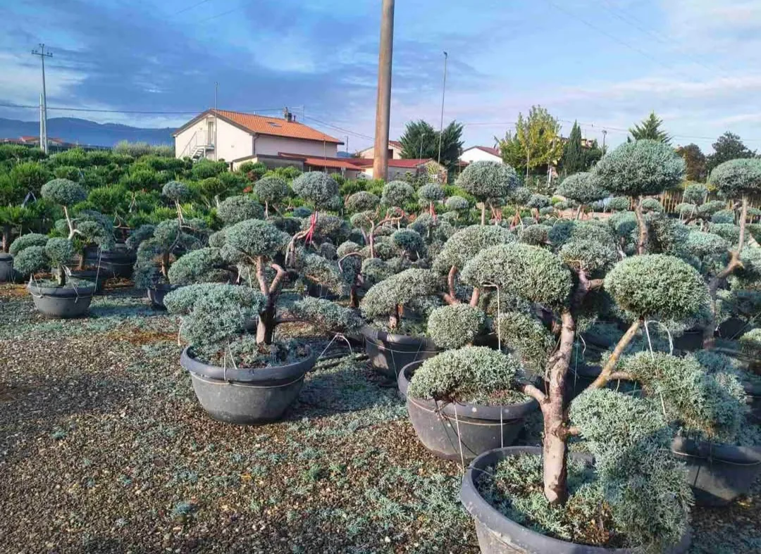 Фермерски пазар в Пловдив – Garden KING – градински център за декоративни растения, храсти и дървета в Пловдив