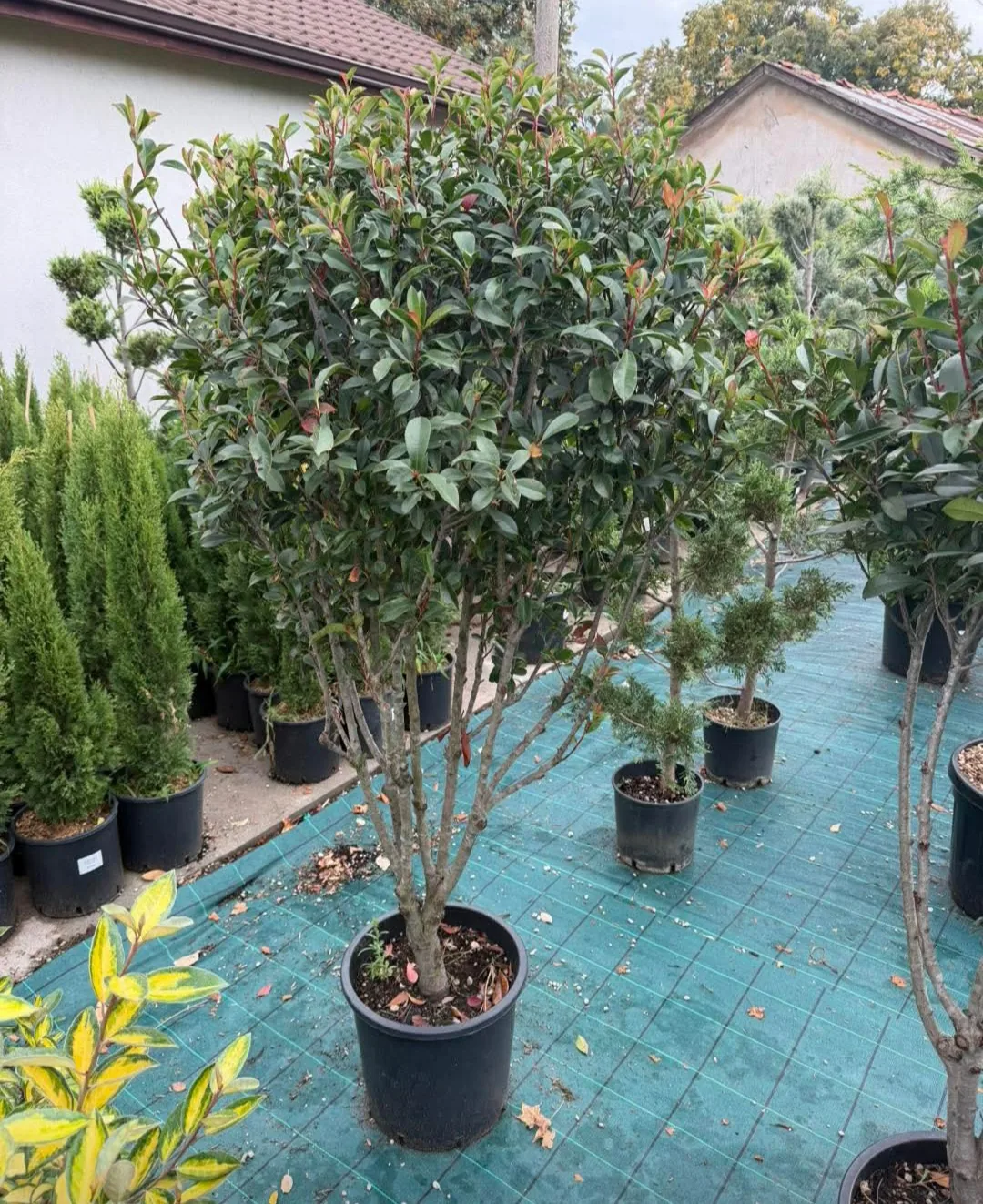 Фермерски пазар в Пловдив – Garden KING – градински център за декоративни растения, храсти и дървета в Пловд… – снимка 2