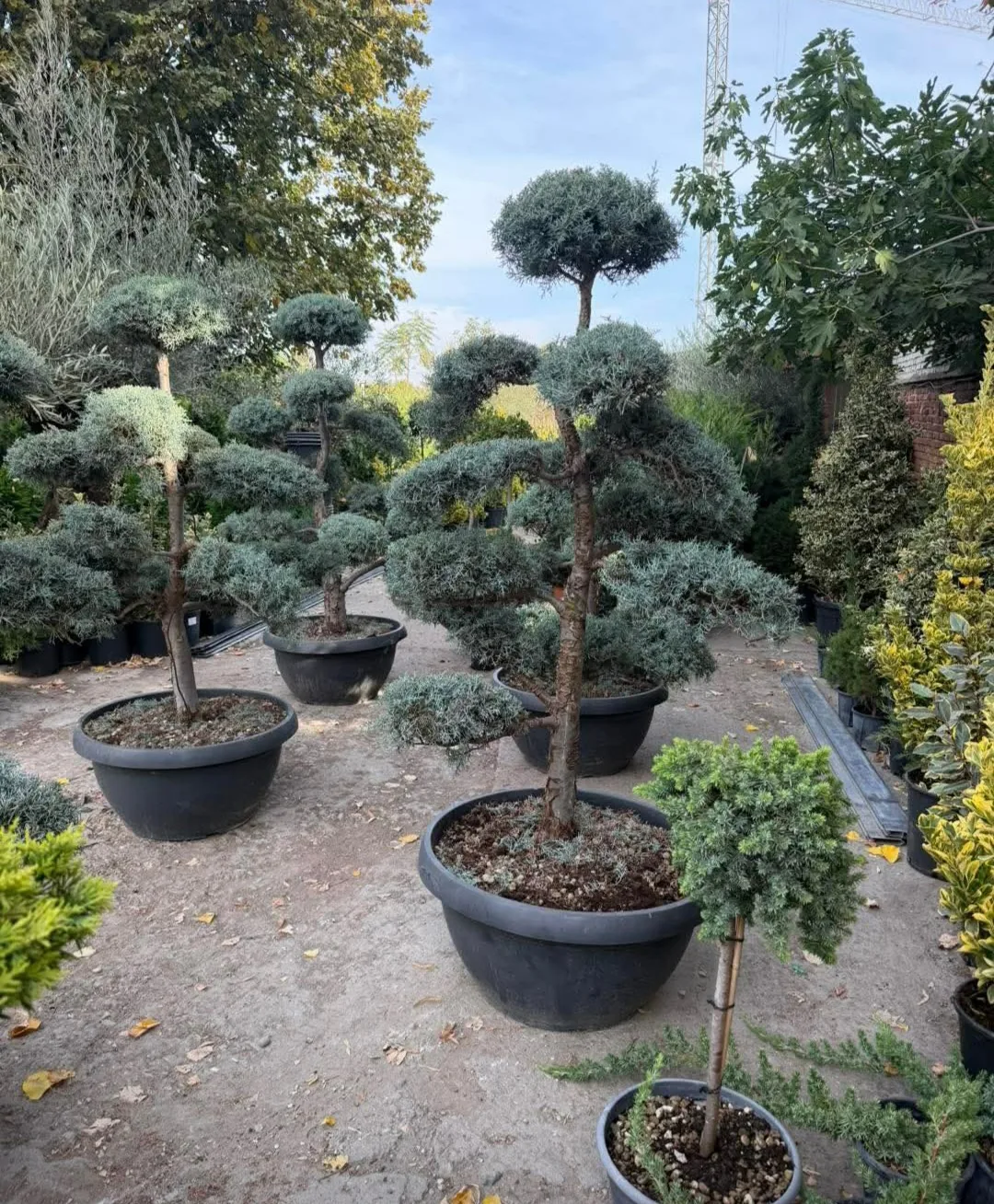 Фермерски пазар в Пловдив – Garden KING – градински център за декоративни растения, храсти и дървета в Пловд… – снимка 5