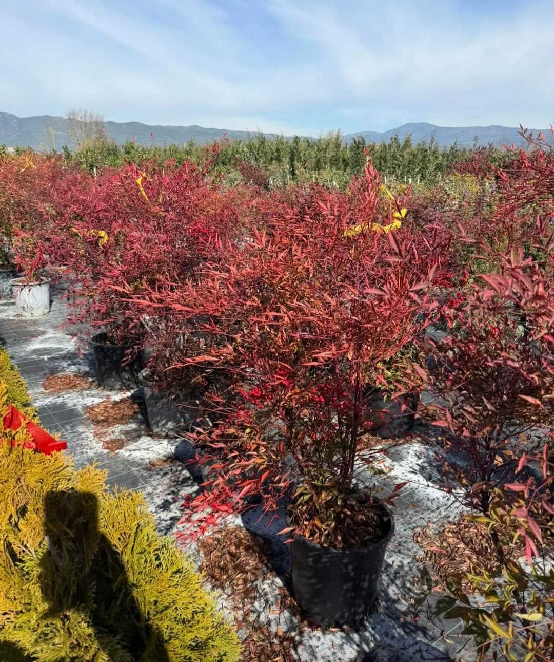 Фермерски пазар в Пловдив – Garden KING – градински център за декоративни растения, храсти и дървета в Пловд… – снимка 9